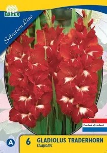 Bulbi flori primavara gladiole Gladiolus Traderhorn, gladiole, 25 bulbi / pachet