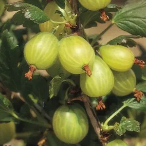 Arbusti fructiferi Agris alb, radacina ambalata