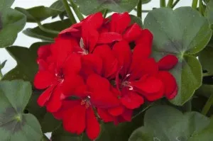 Muscate curgatoare, floare dubla Pelargonium Atlantic Fire, rosu, ghiv10 cm