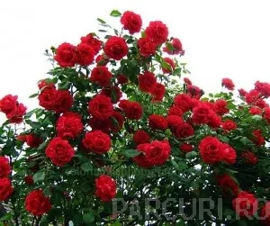 TRANDAFIRI URCATORI h=2m planta la ghiveci de 5 litri, flori rosii
