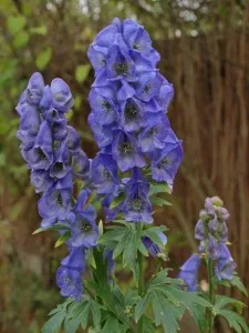 Flori perene Aconitum carmichaelli Arendsii, fl culoare albastra, ghiv. 15 cm. Poza 9355