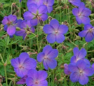 Flori de gradina perene Geranium cinereum Jhonson Blue, flori bleu. Poza 9429