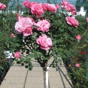 Trandafiri altoiti pe picior h=1,2-1,3 m culoare roz ghiveci 5 litri