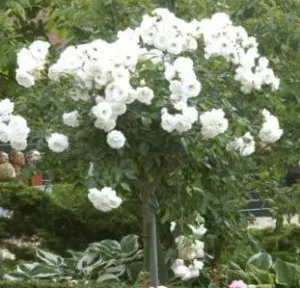Trandafiri altoiti pe picior h=1,2-1,3 m culoare alb la  ghiveci de 5 litri
