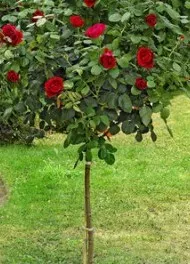 Trandafiri altoiti pe picior h=1,2-1,3 m culoare rosu la ghiveci de 5 litri