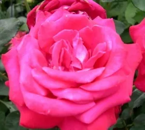 Trandafiri de gradina soiul  Bel Ange, trandafir culoare roz, batut ghiveci