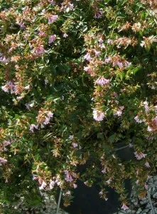 Arbusti parfumati de gradina: Abelia grandiflora