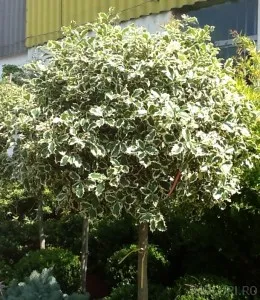 Arbust frunze persistente ILEX AQUIFOLIUM ARGENTEOMARGINATA ghiveci 25-30 litri, bila pe tulpina, diam 30-40 cm