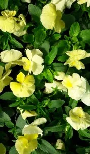 Flori bienale: Panselute Mini, culoare galben-crem