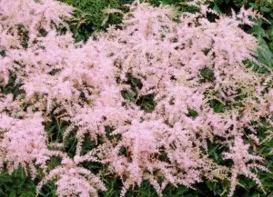 Flori de gradina perene Astilbe x ardensii Erica, culoare roz
