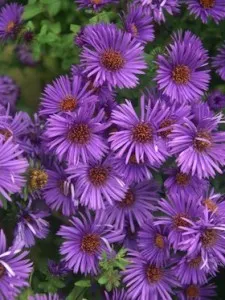Flori de gradina perene Aster Purple Dome, floare de culoare mov