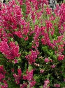 Flori de gradina perene Calluna Perestrojka, flori culoare rosie, ghiveci 12 cm