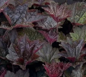 Flori de gradina perene Heuchera Boysenberry, frunzis bordo inchis