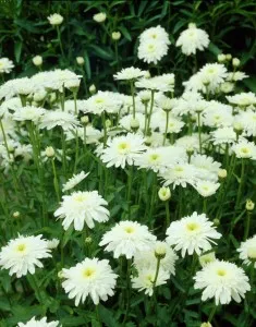 Flori de gradina perene, Margareta,  Leuchantemum Esther Read, ghiveci 15 cm diam, flori albe. Poza 9708