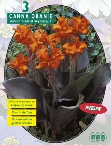 Bulbi flori primavara Canna Oranje Bruin blad, 3 rizomi/pachet