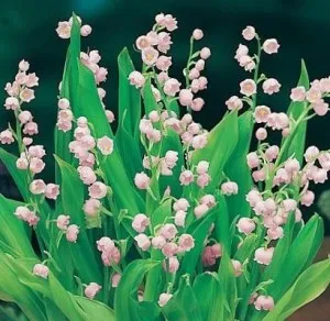 Bulbi flori primavara margaritar Convallaria Majalis var rosea in ghiveci de 15 cm diametru