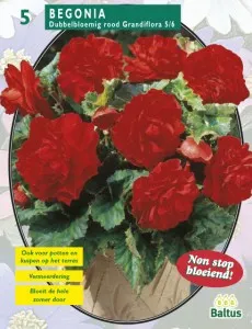 Bulbi flori primavara Begonia Dubbel Rood, 5 bulbi/pachet