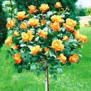 Trandafiri altoiti pe picior h=1,2-1,3 m - culoare orange   Thea hybrida, colorati si parfumat la ghiveci de 5 litri