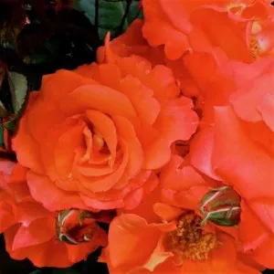Trandafiri pitici de gradina Orange in ghiveci de 2 litri