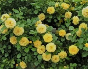 Trandafiri pitici de gradina Fairy Gold  (galben) in ghiveci de 2l