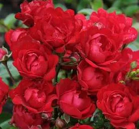 Trandafiri pitici de gradina, Fairy Red, (rosii) plante in ghiveci de 2 litri