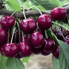 Pomi fructiferi ciresi soiul Jubileu - puieti fructiferi altoiti, radacina ambalata