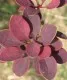  Arbusti foiosi cu frunze rosii Berberis x ottavensis