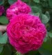 Trandafiri de dulceata cu radacina, Rose de Rescht. Poza 9842