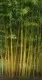 Bambus Phyllostachys Aureosulcata h =100-150 Cm. Poza 11264