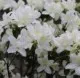 Arbusti cu flori AZALEA JAPONICA PALESTRINA VLT 10, planta cu diam. de 35-40 cm. Poza 11286