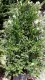 Arbust frunze persistente Ilex Nellie Stevens, ghiveci 35-50 litri, h=125-150 cm Extra. Poza 9489