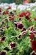 Plante de balcon petunii curgatoare culori mixte (Petunia hybrida pendula). Poza 11625