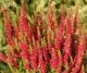 Flori perene Calluna vulgaris mix (caluna) ghivece 12 cm,. Poza 9721