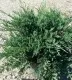 Arbusti rasinosi Juniperus horizontalis Blue Chip