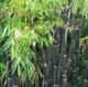 Bambus negru Phyllostachys Nigra  h=100-150 Cm. Poza 11266