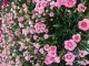 Flori de gradina perene GAROFITE/ Dianthus roz ghiv 12 cm. Poza 12963