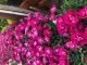 Flori de gradina perene GAROFITE/ `Dianthus ciclam  `ghiv 12 cm. Poza 12967