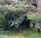 Arborele de matase /  Albizia julibrissin