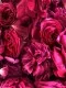 Trandafiri de dulceata cu radacina soiul Rose de Rescht in ghiveci de 3 litri. Poza 14252