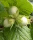 Arbusti fructiferi de vanzare: Alun