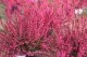 Flori perene Calluna vulgaris  flori roz, (caluna) ghivece 12 cm,. Poza 14899