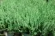 Flori perene Calluna vulgaris Alb ghivece 12 cm,. Poza 14901