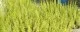 Flori perene Calluna vulgaris (caluna), flori culoare lemon, ghivece P12. Poza 14904