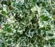Arbust frunze persistente EUONYMUS fortunei Emerald Gaiety,  ghiveci 3 litri, h= 10-20cm. Poza 15508