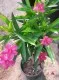 Plante de balcon NERIUM OLEANDER (leandru roz) ghiveci 5 litri h=80-90 cm. Poza 8602
