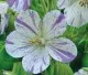 Flori de gradina perene Geranium pratense Splish Splash ghiveci 2l. Poza 16389