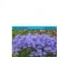 Flori de gradina perene Campanula persicifolia Takion Blue  ghiv 11 cm. Poza 16635