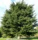 Arbori rasinosi Cedrus Libani ghiveci 3l. Poza 16301