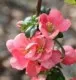 Arbusti cu flori Chaenomeles xsuperba Pink Lady 
