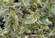Arbusti parfumati de gradina Abelia grandiflora Sparkling Silver ghiveci 3 litri, h=20-25cm. Poza 17133